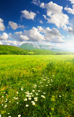 Field with flowers in summer time.