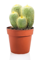 Fototapeta na wymiar Cactus isolated on white background