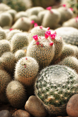 Fototapeta premium Prickly pear cactus close up with fruit in red color, cactus spines.