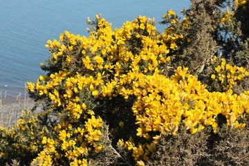 Gorse also called furze or whin