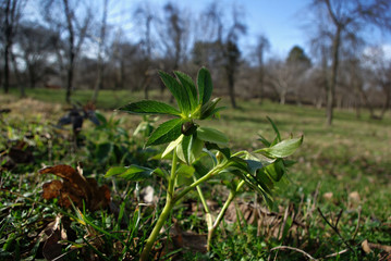 Young Plant
