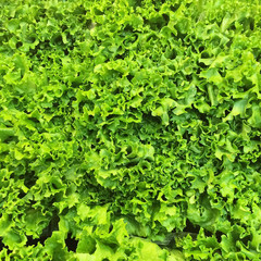Green lettuce background