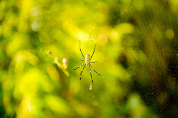 Two spiders on  web (cobweb) closeup