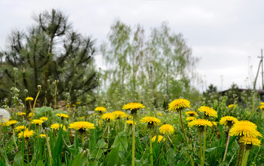 Полевые цветы, одуванчики, на зеленом лугу