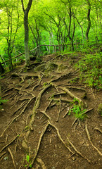 Forest in summer time.