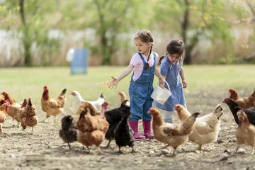 Deurstickers Twee kleine meisjes die kippen voeren © BGStock72