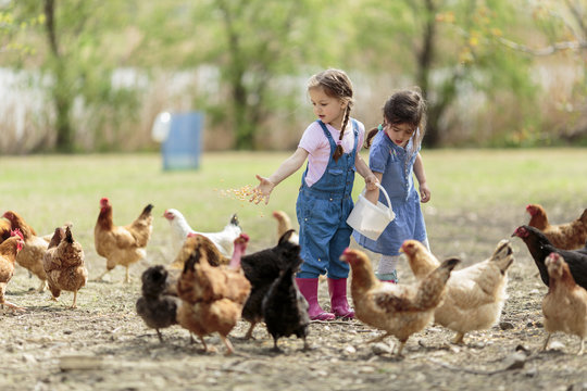 Two little girl feeding chickens
