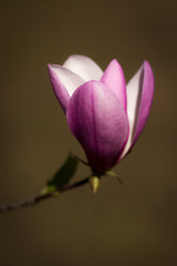 Fototapeta na wymiar blooming magnolia