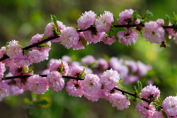 cherry blossoms