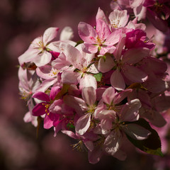 blooming apple tree