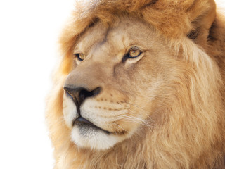 Obraz na płótnie Canvas Duma lwa