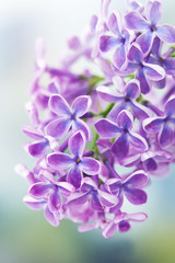 Fototapeta na wymiar Blooming lilac flowers
