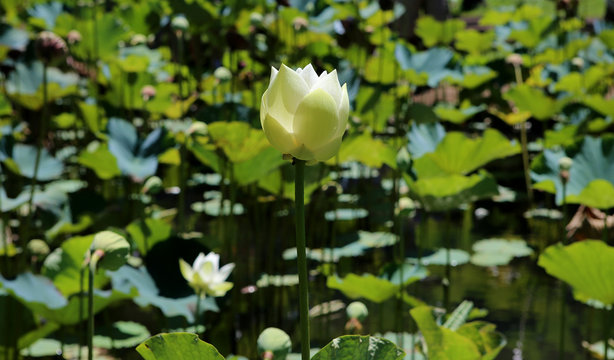 Lotus pavot flowers in Pamplemousses gardens, Mauritius island