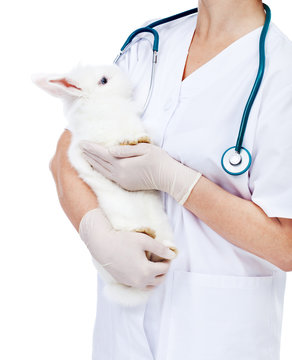 Veterinary care concept - doctor holding a white rabbit