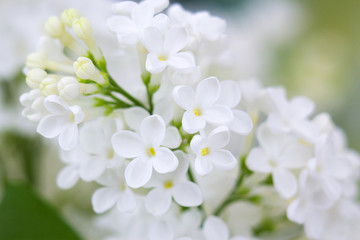 Blooming lilac flowers