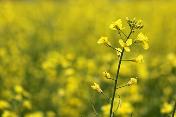 Obraz premium rape oilseed flower