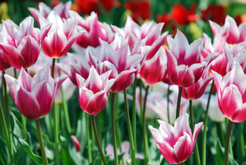 Obraz premium Beautiful pink tulips, April
