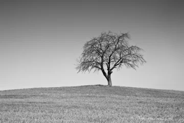  Single black and white tree © xbrchx