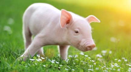 Young pig on a green grass © byrdyak