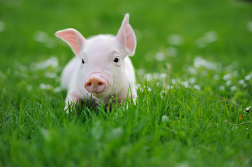Young pig on a green grass