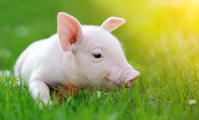 Young pig on a green grass - obrazy, fototapety, plakaty