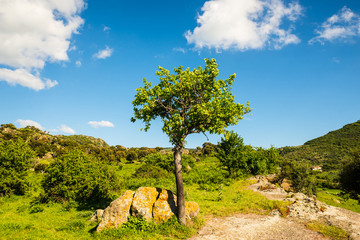 Fototapeta na wymiar Mgławica naturalny krajobraz Sardynii