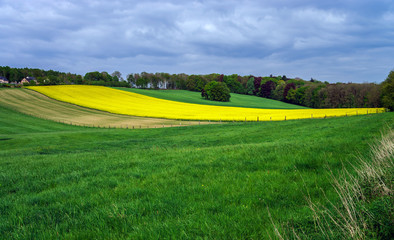 Obraz premium Colorful field landscape