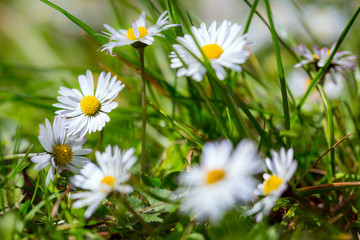 Daisy flowers in the spring grass