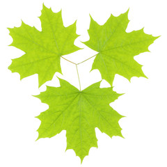Three green maple leaves on  a white background