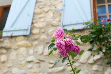 Pink roses in France