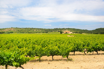 Fototapeta na wymiar Vineyard in south-France