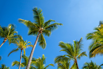 Palm trees against blue sky at sunset