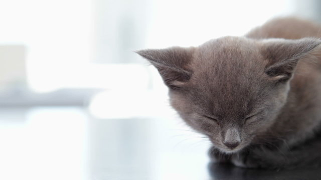Little grey kitten sitting on the vets table