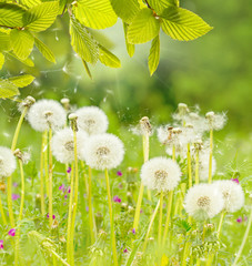 Naklejka premium Natur Hintergrund Pusteblume
