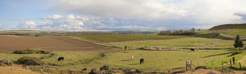 Farmland at Maryhill Washington Panorama