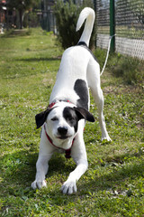 Fototapeta premium CANE BIANCO E NERO CHE INVITA AL GIOCO