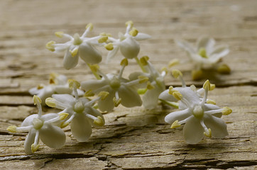 Fototapeta premium Sambucus Sambuco Bez Holunder Бузина 덧나무