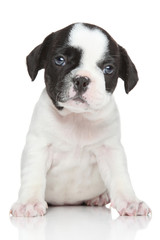 French bulldog puppy (1 month)