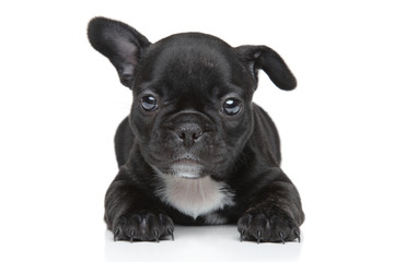 French bulldog puppy