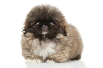 Pekinese puppy portrait