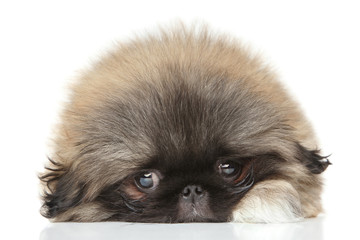 Pekinese puppy portrait
