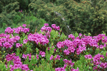 Blooming rhododendron bush
