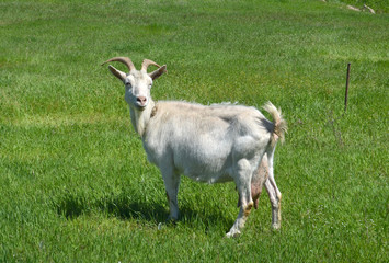 Коза