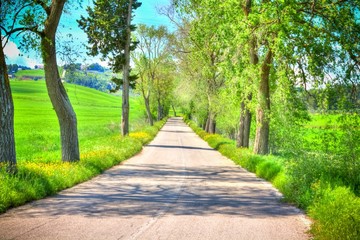 country road with trees along