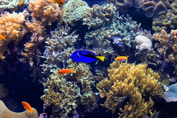 Fototapeta na wymiar Tropical fish and coral