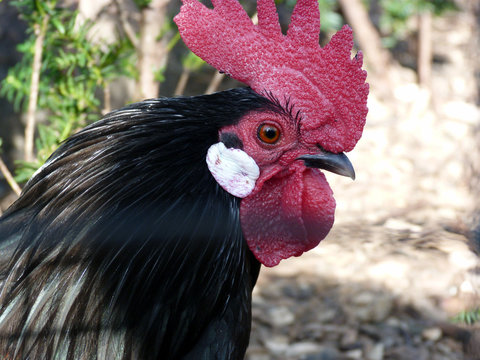 Hahn auf dem Bauernhof