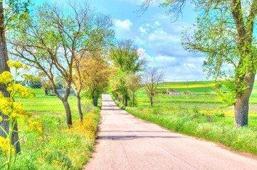 Fototapeta premium rural road with trees along