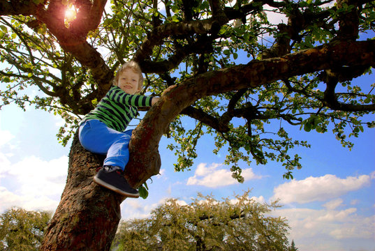 Boy on apple tree