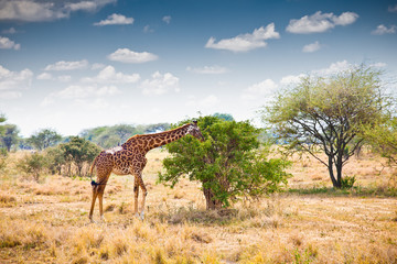 Giraffe in national park in Tanzania.