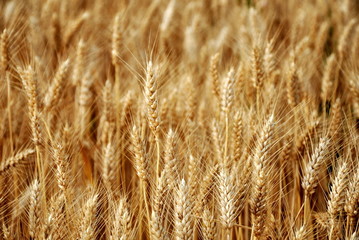 Fields of Gold